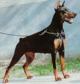 Reine Rasse Dobermann Welpen