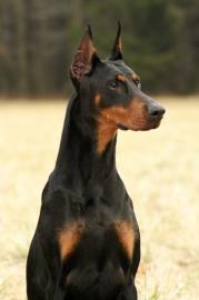 Reine Rasse Dobermann Welpen