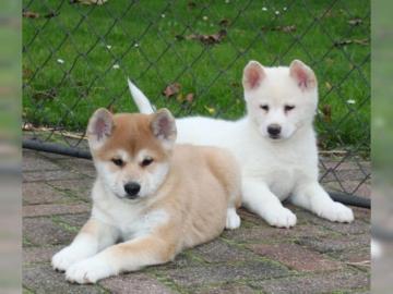 Japanische Akita Inu Welpen