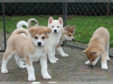 Japanische Akita Inu Welpen
