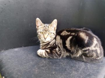 Sch�ne reine Pedigree persische Katze