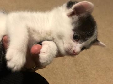 Sch�ne reine Pedigree persische Katze