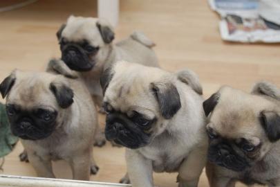 Mops Welpen suchen liebevolle Herrchen