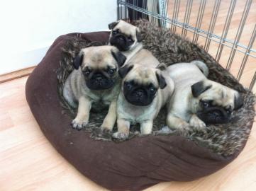Mops Welpen suchen liebevolle Herrchen