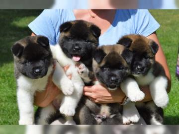 Reinrassige  Akita Inu Welpen FCI-Stammb