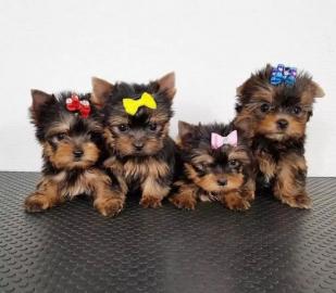 Gesunde Yorkshire Terrier Welpe/ VDH