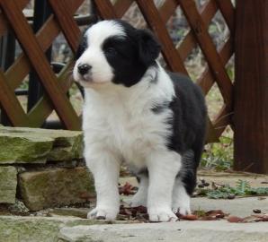 Border collie welpen - R�den und H�ndinn