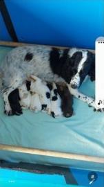 Cocker Spaniel-Welpen.  Typ anzeigen.  Wir