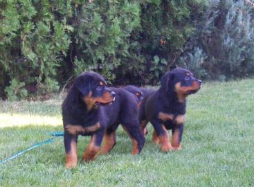 Wir haben Rottweiler Welpen mit ADRK Pap