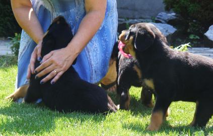 Wir haben Rottweiler Welpen mit ADRK Pap