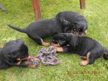 Wir haben Rottweiler Welpen mit ADRK Pap