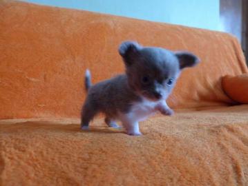 Reinrassige Chihuahua welpen