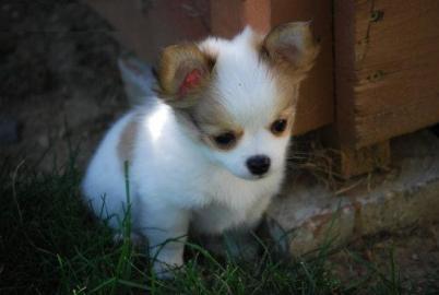 Traumhafte Mini Chihuahua welpen