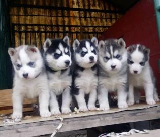 3 s??e Husky Welpen abzugeben