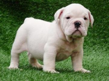 English Bulldog Welpen abgabebereit