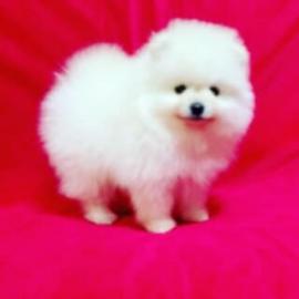 Pomeranian Zwerg/Spitz Welpen