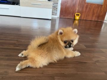 Zwergspitz pomeranin welpen