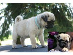 Bildh�bsche und Reinrassige Mops Welpen