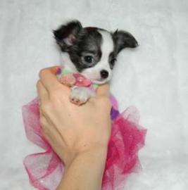 Mini Chihuahua Welpen (weiblich) &(m�nnl