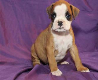 Welpen reinrassiger Boxer