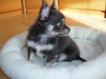 Chihuahua welpen mit Papieren *