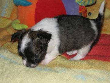 Chihuahua-Welpen mit VDH/FCI Papieren !