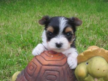 Biewer Yorkshire Terrier