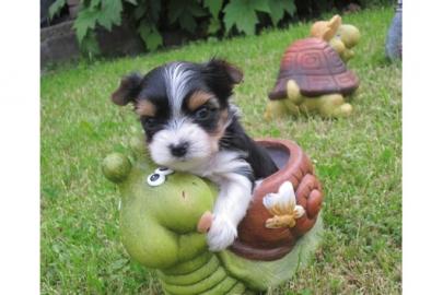 Biewer Yorkshire Terrier