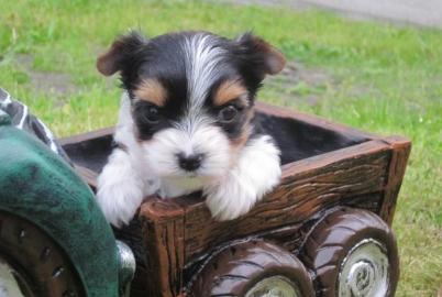 Biewer Yorkshire Terrier