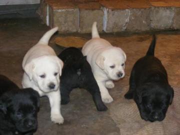 Labrador Mix Welpen schwarz sind umzugs