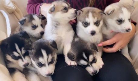 S??e sibirische Husky-Welpen zu verkaufe