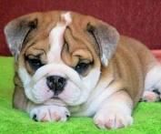 Sehr sch�ne Englische Bulldogge Welpen s