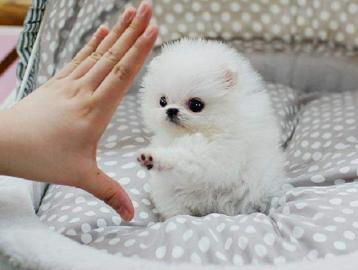 MINI. POMERANIAN ZWERGSPITZ BOO WELPEN