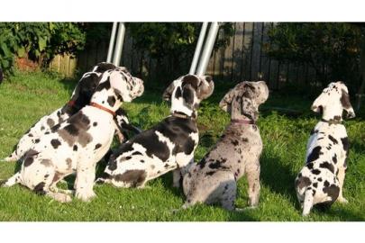Deutsche Doggenwelpen / Doggenwelpe