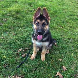 Deutscher Sch�ferhund Welpen zu verkauf