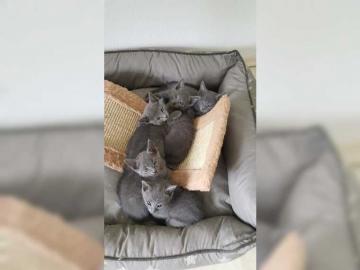 Russisch Blau Kitten mit Stammbaum