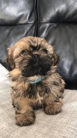 Shihtzu Welpen jetzt fertig