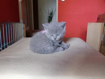 BKH Kitten