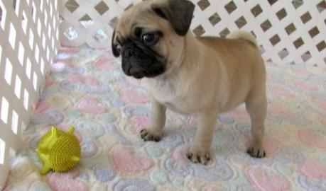 Wundersch�ne Mini Mops babys