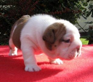 Liebevolle Bulldoggenwelpen