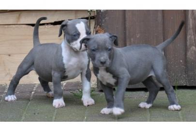 American Pit Bull Terrier Welpen zu  ve