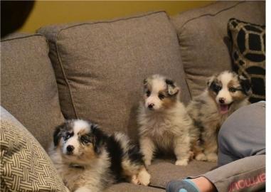 Australian Shepherd Welpen whatsapp(+436