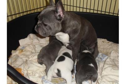 Franz�sische Bulldogge in blau oder blau