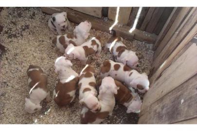 Englische Bulldoggen Welpen