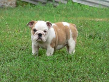 Englische Bulldoggen Welpen