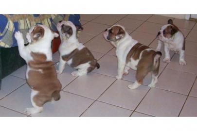 Englische Bulldoggen Welpen