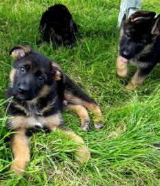 Deutsche Sch�ferhundwelpen
