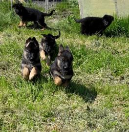 Deutsche Sch�ferhundwelpen
