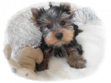 Wundersch�ne-Yorkshire-Terrier Welpen (4