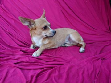 Chihuahua